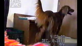 Watch a dog with Separation Anxiety caught on video [upl. by Ailama106]