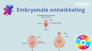 De embryonale ontwikkeling [upl. by Nagap]