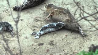 Harbor Seal Pup nursing at Whalers Cove Point Lobos [upl. by Nospmis]