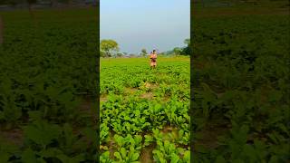 Village me farming desi kishan 🌾🌾🌾🌶️ [upl. by Ettenan633]