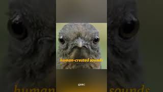 Lyrebird This Birds Unbelievable Chainsaw Mimicry shortsyoutube shortvideos [upl. by Nylessoj]