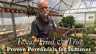 TX Tried amp True Perennials for Summer Part 1 [upl. by Annehs]