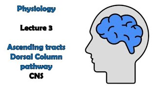 Ascending tracts 1  Dorsal column pathway  Physiology  CNS module  Adham Saleh [upl. by Ahsitel]