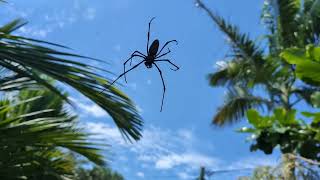 NephilaGolden Orb Spider [upl. by Dorthy]