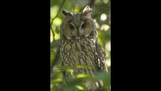 Asio otus Longeared owl 3 Contacting call of female near the nest [upl. by Perrin]