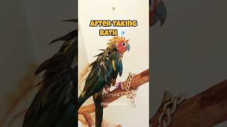 Leo loves to take Bath 🦜🚿🥰cockatielscraze sunconure leo [upl. by Egiedan]