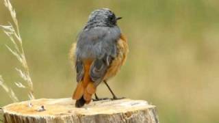 gekraagde roodstaart  Phoenicurus phoenicurus  Common Redstar [upl. by Sacttler]