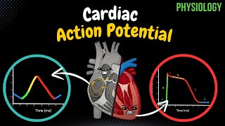 Cardiac Muscle Action Potential Automaticity ARP RRP  Heart Physiology [upl. by Robin578]