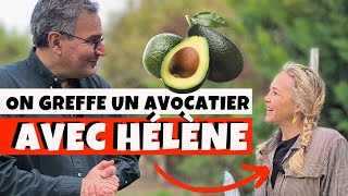 Comment greffer un avocatier ou nimporte quelle autre plante avec Hélène de Fougerolles  🥑🥑 [upl. by Ecirahs]