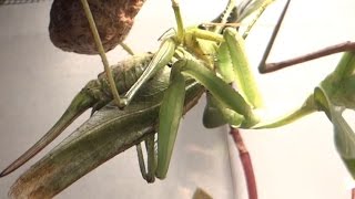 Praying mantis catches Great Green BushCricket  Gottesanbeterin schnappt sich ein grünes Heupferd [upl. by Areema]