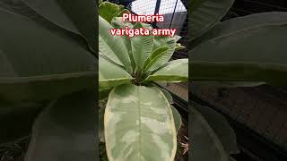 Plumeria varigata army [upl. by Aihselat]