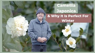 How To Grow amp Maintain a Camellia Japonica  The Greenery Garden amp Home [upl. by Aiceled]