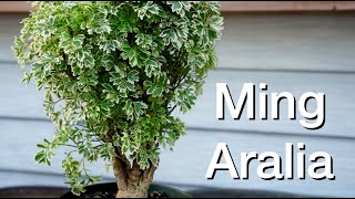 Ming Aralia Repot Daves Bonsai E240 [upl. by Zurkow]