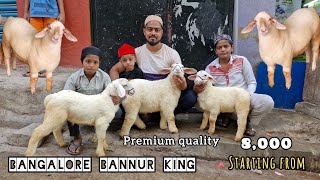 Bannur Sheep for sale in Bangalore 99022 36542 at very reasonable price bannur [upl. by Ycat]