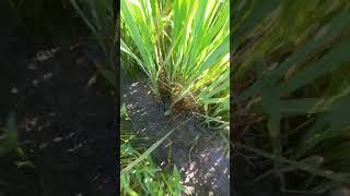 Rice crop damaged by mosquitos [upl. by Ayatnahs]