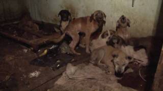 17 Dogs Rescued from Squalor [upl. by Jobey]