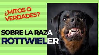 TOP 9 Mitos del Rottweiler  Lo que quizás no sabías de la raza 🦴 rottweiler [upl. by Ariak321]