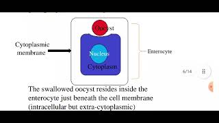 Cryptosporidiosis [upl. by Vivienne]