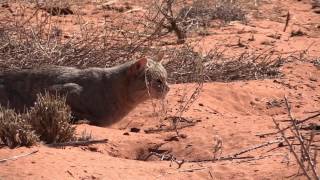 African Wildcat Hunting Kgalagadi South Africa [upl. by Shem821]