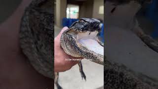 Alligator who lost nose upper jaw finds new home at reptile park Shorts [upl. by Akcimat846]