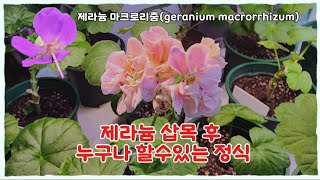 제라늄 삽목 후 정식 성공하는 방법 아이비제라늄  제라늄 마크로리즘 geranium macrorrhizum [upl. by Berkley469]