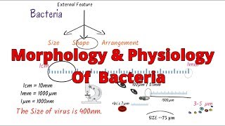 Morphology of bacteria  bacteria morphology classification  Structure Microbiology [upl. by Htidirem84]