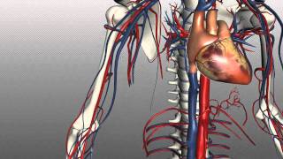 Veins of the body  PART 1  Anatomy Tutorial [upl. by Alarick225]