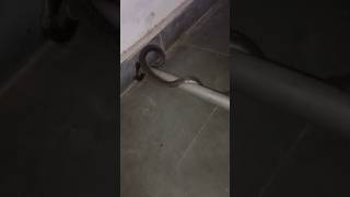 Snake Sounds  The Horrifying Scream of the Snake [upl. by Levey]