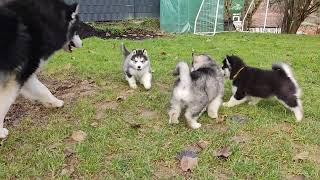 Alaskan Malamute puppies Alitter  7 weeks old [upl. by Oiceladni]