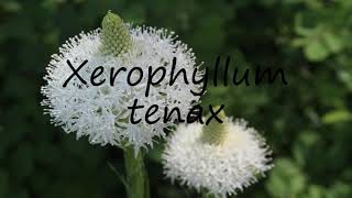 How to Pronounce Xerophyllum tenax [upl. by Binni]