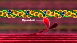 Muscle Contraction Part 3 The Cross Bridge Cycle [upl. by Atisor]