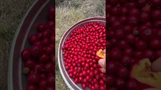 Quandong Australian native bush tucker [upl. by Averyl]