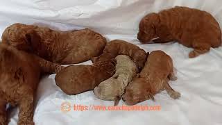 Toy poodle puppies by Caniche Pudel Philippines [upl. by Lomaj896]