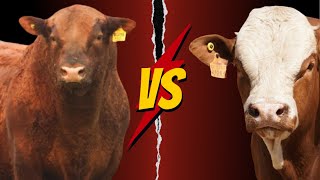 Aberdeen Angus Versus Simmental [upl. by Nowd555]