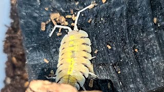 Porcellio bolivari ボリバリユーレイオオワラジムシの飼育繁殖方法とリセット [upl. by Ennaylloh266]