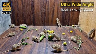 Cat TV Mice In Ultra Wide Angle  Mouse Squeaking playing and Squabble On screen 10 Hour 4k UHD [upl. by Yanahs362]