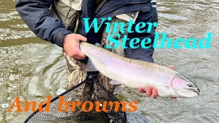 Winter centrepin fishing for steelhead  bonus browns and cohos [upl. by Curhan574]