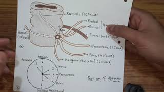 Vermiform Appendix  Features amp Positions [upl. by Deedahs]