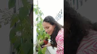 angelicapatriciaogazamorales plantas garden decor gardening plantasdecasa hogar viralvide [upl. by Ymia]