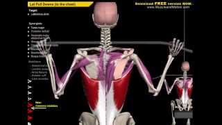 Anatomy of Spine Spinal Extension Exercise Analysis 2015 [upl. by Servais]