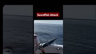 Swordfish Attack 😯 [upl. by Quickel]