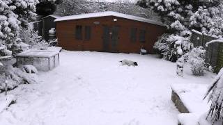 Our English Springer Spaniel playing in the snow for the first time in full HD [upl. by Ettezoj]