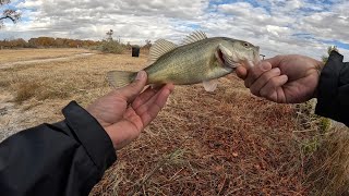 IsletaLakes Multi Species Day Bass RainbowTrout [upl. by Bethany946]