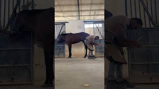 Mujeeb farrier infoasmr horse farrier horsecare [upl. by Imoyn]