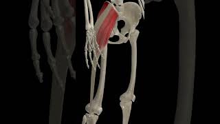 Hip Joint Abduction anatomy 3danatomy [upl. by Joselow]