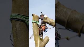 Negative rigging with Ben Connon and Charterhouse Tree Care rigging treework arborist arbortec [upl. by Ylra]