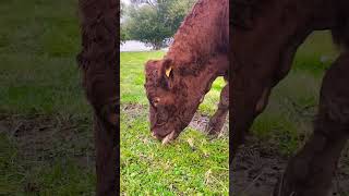 Beautiful cows eating grass next to the river Me amp natural scenery nature viralreels viralvideo [upl. by Ennybor627]