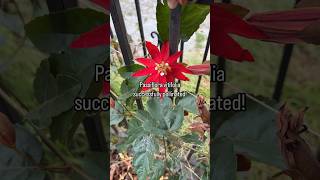 Passiflora vitifolia successfully pollinated [upl. by Kablesh]