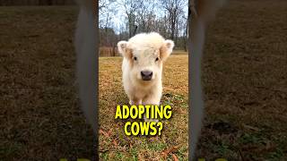 Why Everyone is Adopting Cows 🐮 [upl. by Pulchia]