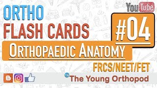 Ortho Flash Cards  Orthopaedic Anatomy 04  NEET PG  USMLE  MRCS  The Young Orthopod [upl. by Petie559]